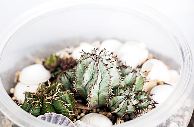 How Do Plants Survive In Terrariums 